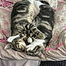 animal, bed, blanket, cat, closeup, companions, cozy, cuddle, cute, domestic_animal, fur, indoor, patterned_blanket, pet, relaxation, resting, sleeping, soft, tabby, two_cats