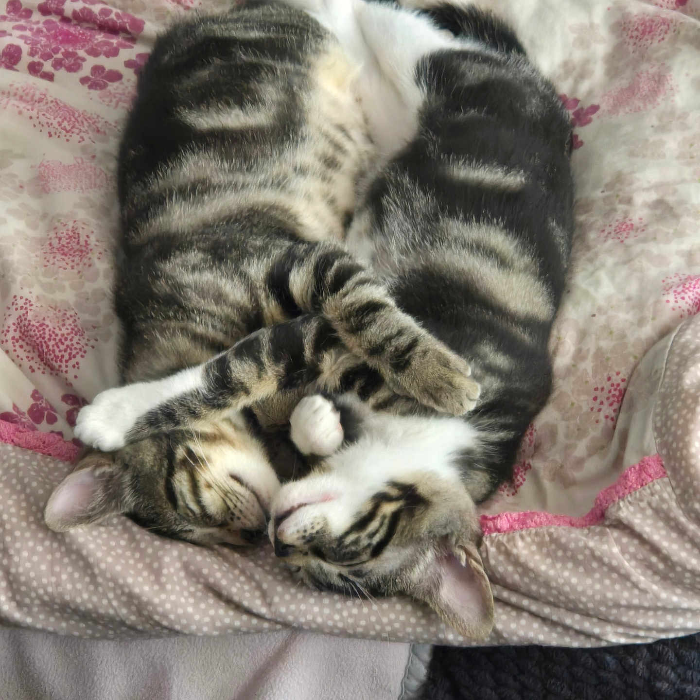 Bonbon Et Mia participe au concours pour gagner de l'argent avec cette photo : animal, bed, blanket, cat, closeup, companions, cozy, cuddle, cute, domestic_animal, fur, indoor, patterned_blanket, pet, relaxation, resting, sleeping, soft, tabby, two_cats