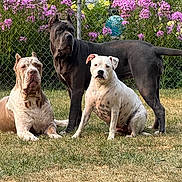 Smalls joined the competition — help win amazing prizes! dog, outdoor, grass, chain_link_fence, flower, purple_flower, pet, animal, canine, sitting, standing, brown_dog, black_dog, white_dog, spotted_dog, nature, garden, yard, summer, sunlight