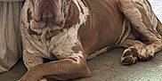 Smalls is registered to the contest to win money with this photo: dog, canine, pet, lying_down, carpet, indoor, brown, white, spotted, large_dog, relaxed, bed, furniture, paw, resting, animal, domestic_animal, companion, cute, calm