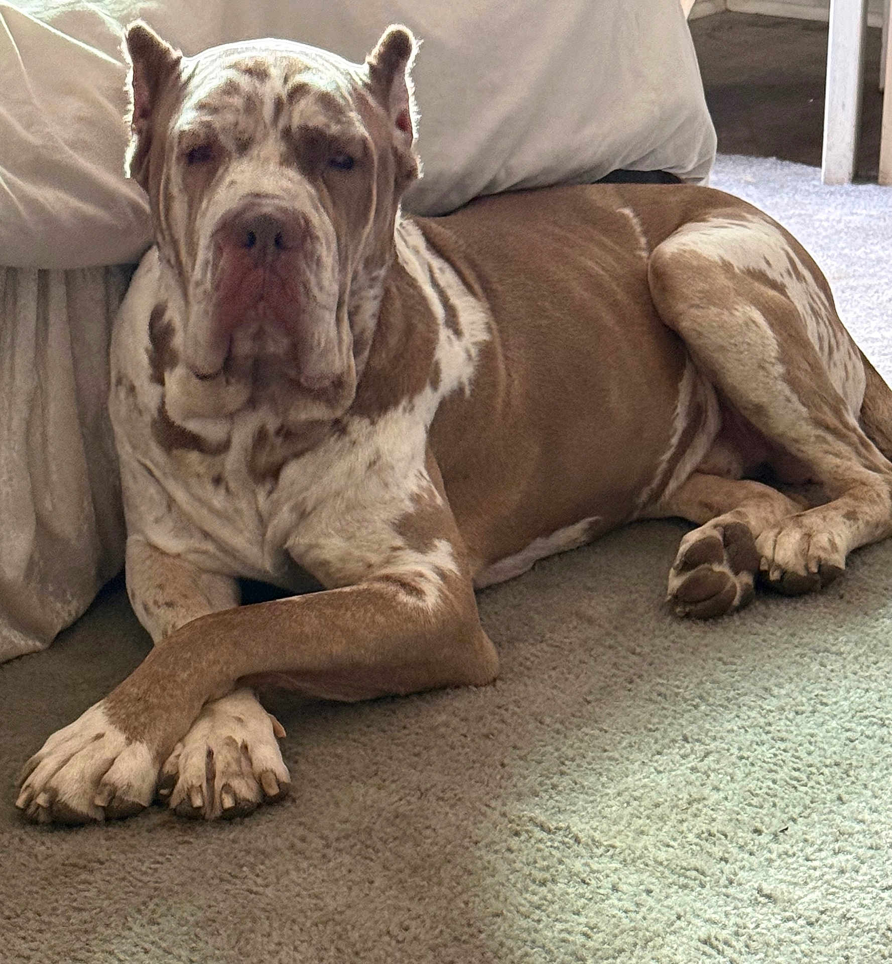 Smalls is registered to the contest to win money with this photo: dog, canine, pet, lying_down, carpet, indoor, brown, white, spotted, large_dog, relaxed, bed, furniture, paw, resting, animal, domestic_animal, companion, cute, calm