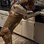 Smalls is registered to the contest to win money with this photo: dog, brown, white, superman_collar, kitchen, counter, floor, cabinet, tile, pet, standing, curious, indoor, large_dog, canine, animal, muzzle, ears, paws, appliance