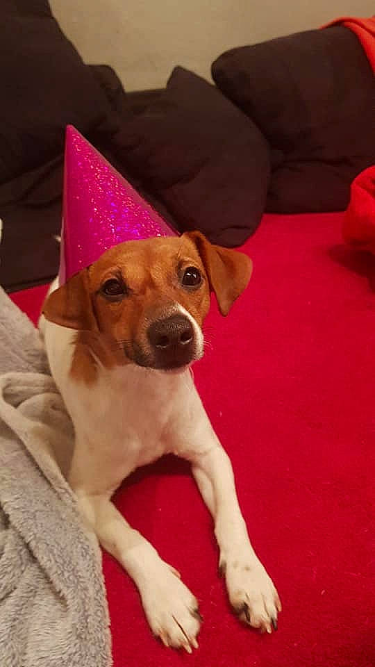 Dinah participe au concours pour gagner de l'argent avec cette photo : canidae, carnivore, carpet, collar, companion_dog, cone, dog, dog_breed, dog_clothes, dog_collar, dog_supply, fawn, hound, party_hat, party_supply, pet_supply, snout, sporting_group, tail, working_animal