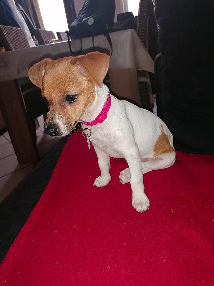 Dinah a rejoint le concours — aidez-le/la à gagner de superbes lots ! canidae, carnivore, carpet, collar, companion_dog, dog, dog_breed, dog_clothes, dog_collar, dog_supply, fawn, floor, flooring, mat, pet_supply, snout, sporting_group, tail, terrier, working_animal