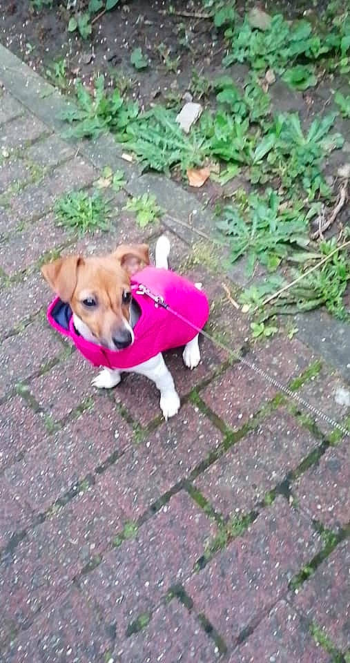 Dinah a rejoint le concours — aidez-le/la à gagner de superbes lots ! canidae, carnivore, cobblestone, collar, companion_dog, dog, dog_breed, dog_clothes, dog_collar, dog_supply, fawn, groundcover, mammal, pet_supply, snout, sporting_group, working_animal, working_dog