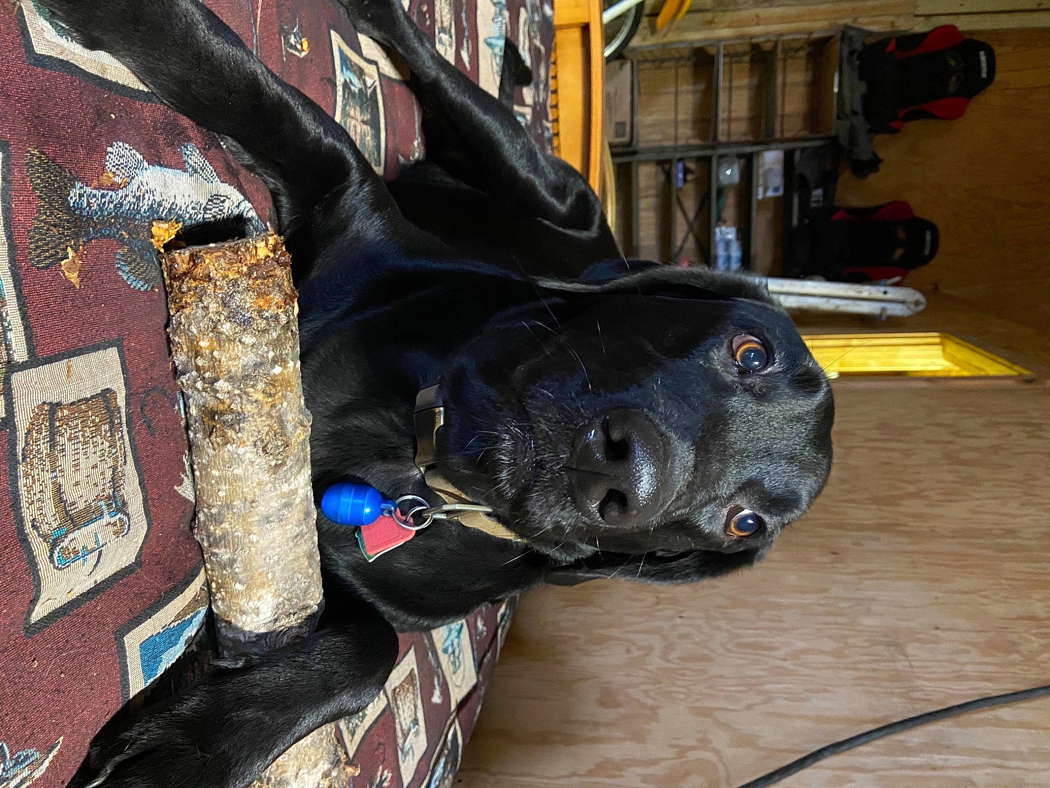 Bentley is registered to the contest to win money with this photo: cable, canidae, carnivore, collar, companion_dog, dog, dog_breed, dog_collar, dog_supply, guard_dog, laminate_flooring, pet_supply, snout, sporting_group, whiskers, wire, wood_flooring, wood_stain, working_animal, working_dog