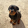 Baki a rejoint le concours — aidez-le/la à gagner de superbes lots ! animal, black, brown, canine, cute, dog, ears, fur, gravel, looking_up, nose, outdoor, pet, portrait, puppy, rottweiler, shadow, sitting, sunlight, young