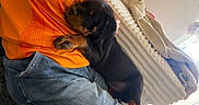 Baki participe au concours pour gagner de l'argent avec cette photo : blanket, blue_jeans, casual_clothing, comfort, cozy, cuddling, dog, floor, indoor, lap, natural_light, orange_shirt, person, pet, puppy, relaxation, rottweiler, snuggling, window, young_dog
