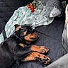 Baki a rejoint le concours — aidez-le/la à gagner de superbes lots ! animal, black, blanket, brown, companion, cozy, cute, dog, fur, indoor, paw, pet, puppy, relaxing, resting, rottweiler, sleeping, snuggling, stuffed_animal, toy