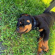 Baki participe au concours pour gagner de l'argent avec cette photo : animal, collar, cute, dog, grass, greenery, mammal, nature, outdoor, paw, peaceful, pet, puppy, relaxed, resting, rottweiler, sleeping, summer, sunlight, young