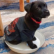 Calisi joined the competition — help win amazing prizes! dog, puppy, black_dog, bowl, carpet, shirt, collar, sitting, indoor, pet, cute, looking_up, eyes, floor, furniture_legs, metal_bowl, small_dog, playful, casual_clothing, home