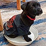 dog, puppy, black_dog, bowl, carpet, shirt, collar, sitting, indoor, pet, cute, looking_up, eyes, floor, furniture_legs, metal_bowl, small_dog, playful, casual_clothing, home