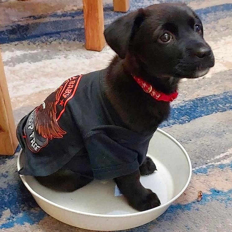 Calisi joined the competition — help win amazing prizes! black_dog, bowl, carpet, casual_clothing, collar, cute, dog, eyes, floor, furniture_legs, home, indoor, looking_up, metal_bowl, pet, playful, puppy, shirt, sitting, small_dog