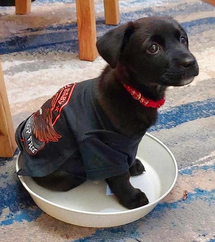 Calisi joined the competition — help win amazing prizes! dog, puppy, black_dog, bowl, carpet, shirt, collar, sitting, indoor, pet, cute, looking_up, eyes, floor, furniture_legs, metal_bowl, small_dog, playful, casual_clothing, home