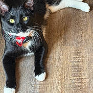 Romeo joined the competition — help win amazing prizes! animal, black_and_white, cat, close_up, collar, cute, domestic_animal, feline, fur, indoor, looking_at_camera, lying_down, paws, pet, relaxed, tag, tuxedo_cat, whiskers, wooden_floor, yellow_eyes