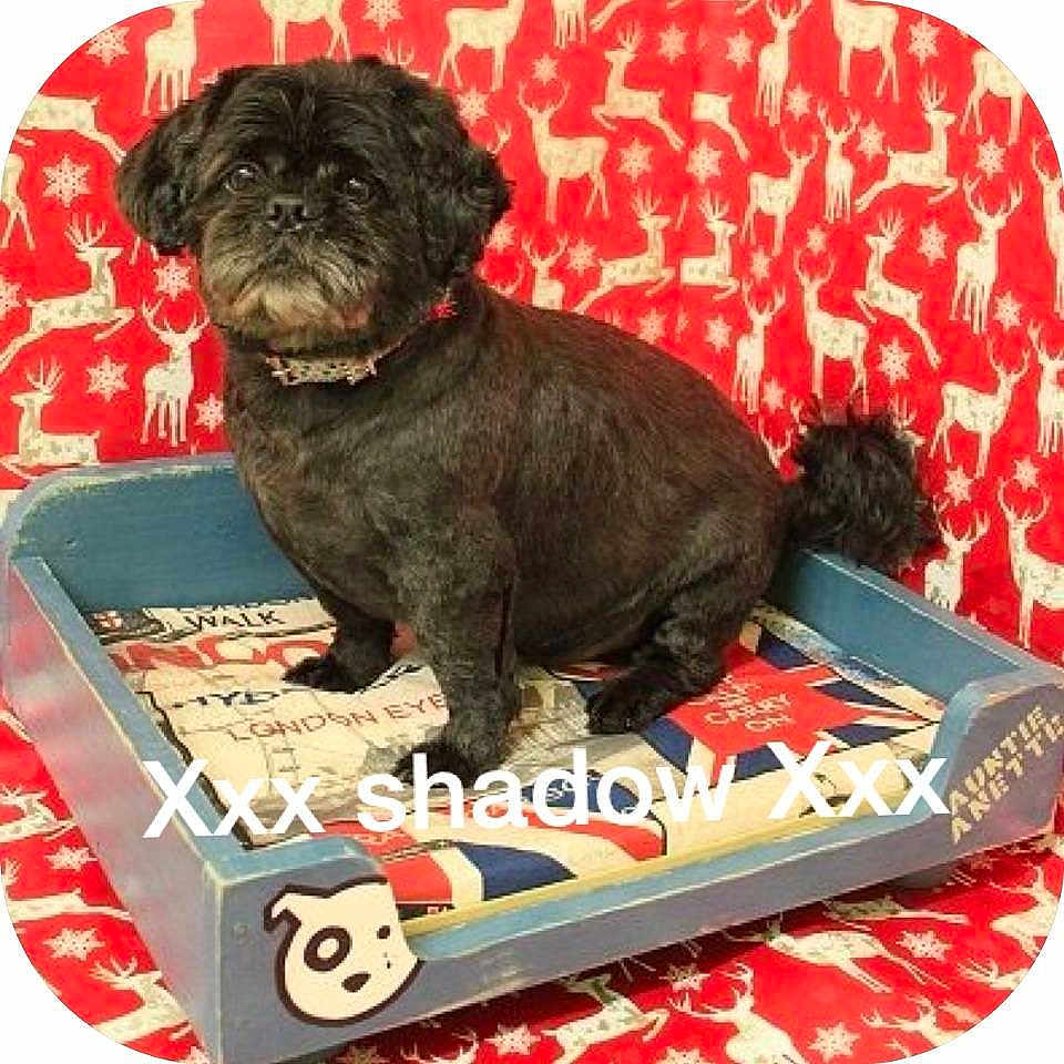 Shadow