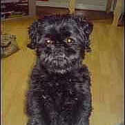 Shadow is registered to the contest to win money with this photo: