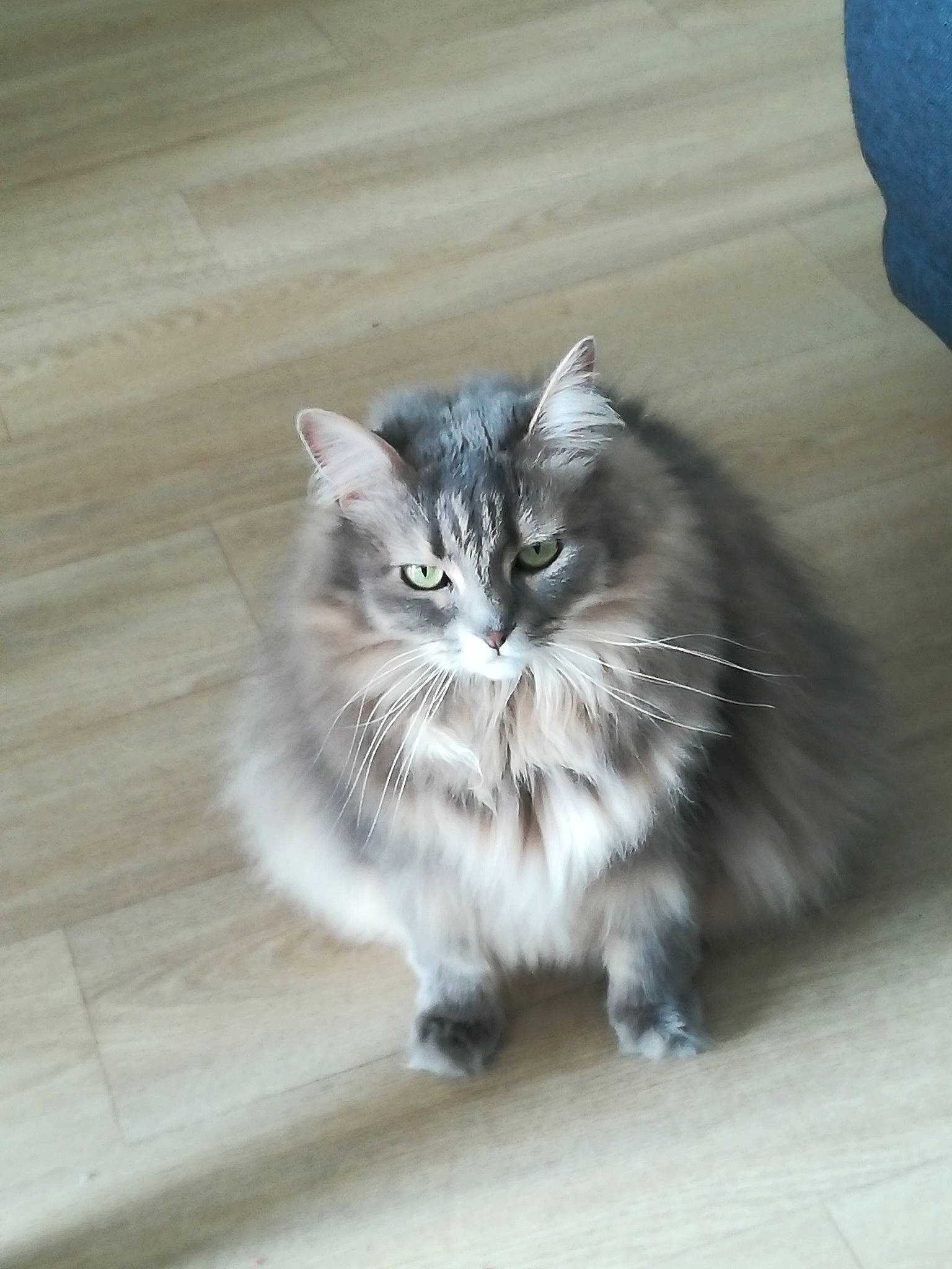 Easy participe au concours pour gagner de l'argent avec cette photo : british_longhair, carnivore, cat, claw, domestic_short_haired_cat, felidae, flooring, fur, grey, hardwood, maine_coon, paw, sitting, small_to_medium_sized_cats, snout, tail, terrestrial_animal, whiskers, wood