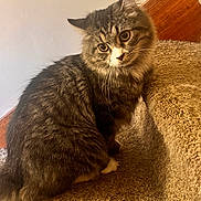 Kitten Baby joined the competition — help win amazing prizes! cat, tabby_cat, pet, indoor, carpet, staircase, fur, whiskers, ears, yellow_eyes, curious, sitting, feline, animal, domestic_animal, close_up, portrait, furry, cute, soft