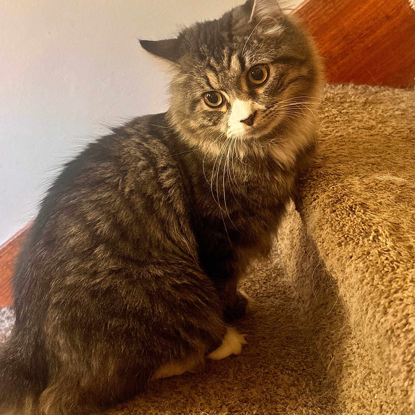 Kitten Baby joined the competition — help win amazing prizes! animal, carpet, cat, close_up, curious, cute, domestic_animal, ears, feline, fur, furry, indoor, pet, portrait, sitting, soft, staircase, tabby_cat, whiskers, yellow_eyes