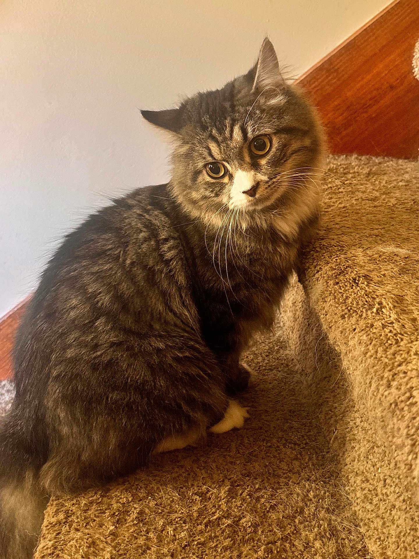 Kitten Baby joined the competition — help win amazing prizes! cat, tabby_cat, pet, indoor, carpet, staircase, fur, whiskers, ears, yellow_eyes, curious, sitting, feline, animal, domestic_animal, close_up, portrait, furry, cute, soft