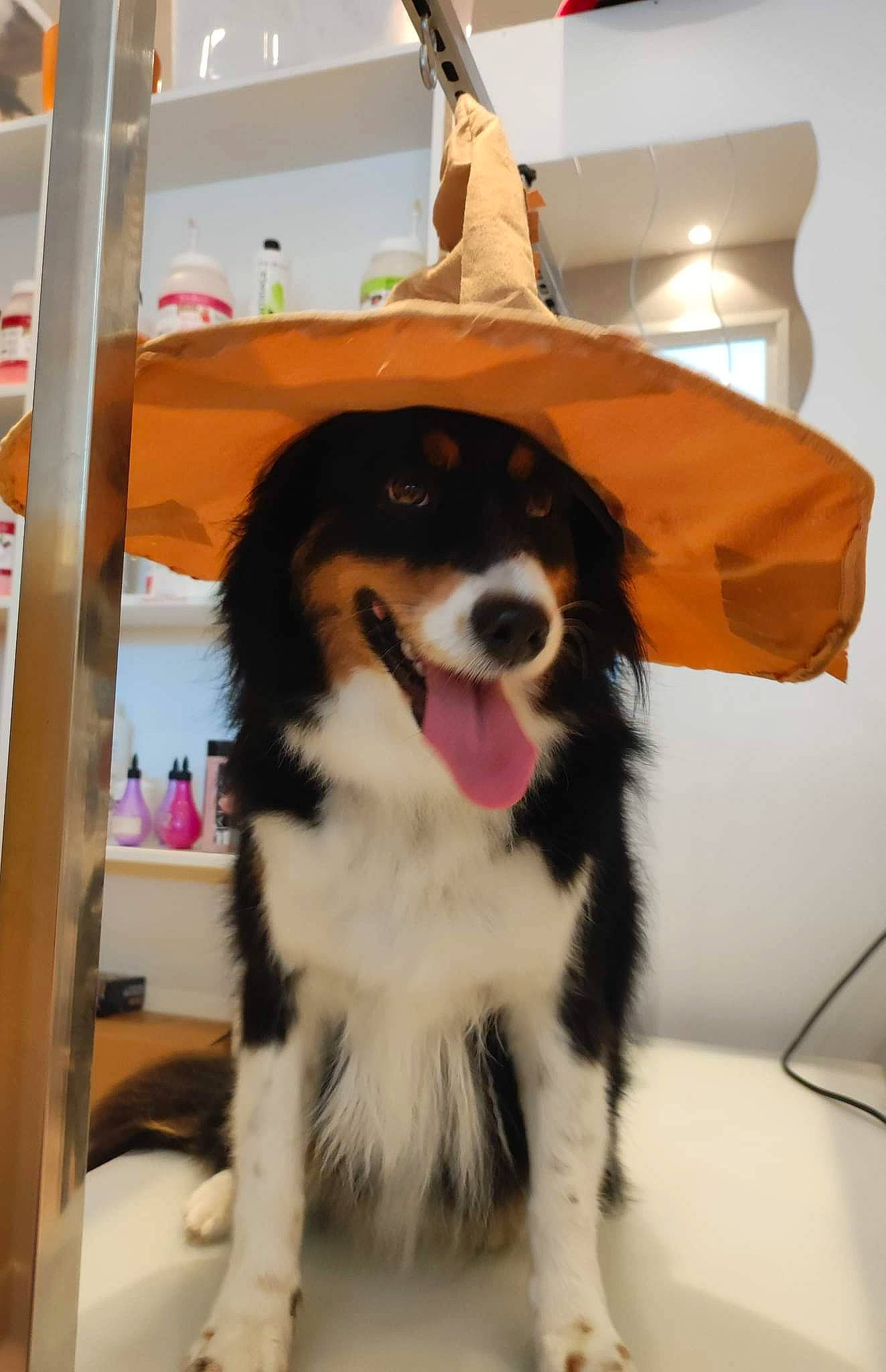 Pirouette a rejoint le concours — aidez-le/la à gagner de superbes lots ! bernese_mountain_dog, canidae, carnivore, chair, companion_dog, dog, dog_breed, fur, herding_dog, snout, sporting_group, toy_dog, working_animal, working_dog