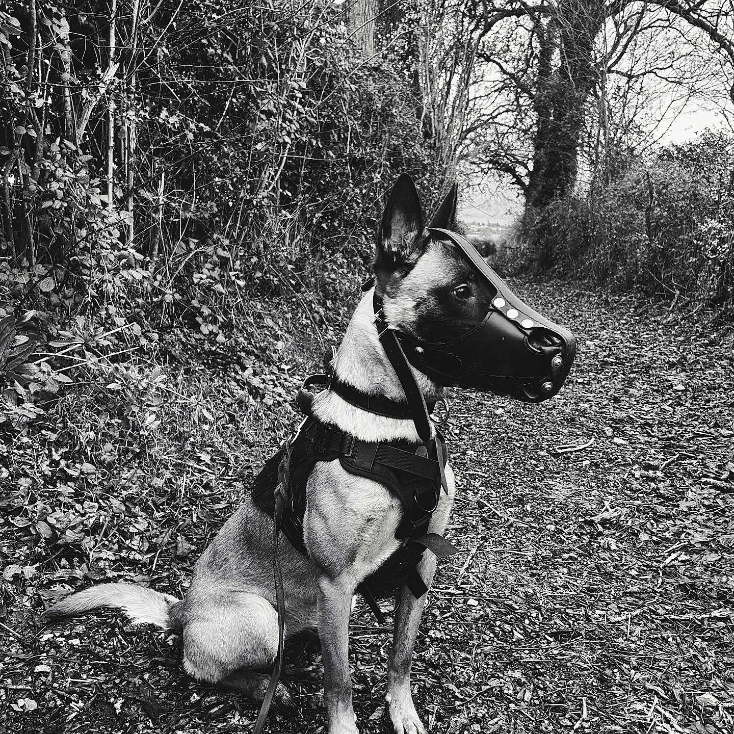 Tokyo participe au concours pour gagner de l'argent avec cette photo : accessories, animal, canine, dog, face, grove, head, land, leash, nature, outdoors, person, pet, photography, plant, portrait, strap, tree, vegetation, woodland