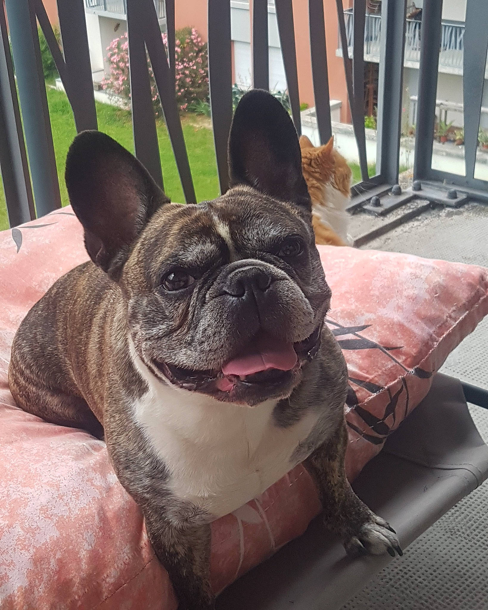 Luidgy a rejoint le concours — aidez-le/la à gagner de superbes lots ! bulldog, canidae, carnivore, collar, comfort, companion_dog, dog, dog_breed, dog_collar, ear, eye, fawn, fence, french_bulldog, sporting_group, toy_dog, whiskers, window, working_animal, wrinkle