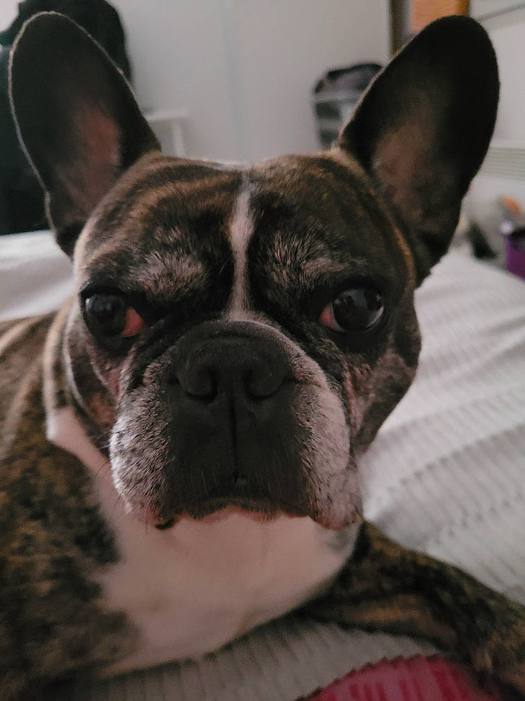 Luidgy participe au concours pour gagner de l'argent avec cette photo : bored, bulldog, canidae, carnivore, close_up, collar, comfort, companion_dog, dog, dog_breed, ear, fawn, french_bulldog, snout, sporting_group, terrestrial_animal, toy_dog, whiskers, working_animal, wrinkle
