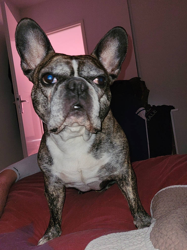 Luidgy a rejoint le concours — aidez-le/la à gagner de superbes lots ! bulldog, canidae, carnivore, chair, collar, comfort, companion_dog, dog, dog_breed, ear, fawn, non_sporting_group, snout, sporting_group, terrestrial_animal, whiskers, working_animal, wrinkle