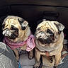 dog, pug, pet, animal, car_interior, seat, pink_bandana, harness, sunlight, cute, companion, indoor, fur, wrinkles, looking_away, floor_mat, shadow, leash, two_dogs, closeup