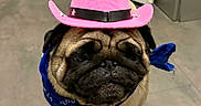 Taz a rejoint le concours — aidez-le/la à gagner de superbes lots ! adorable, animal, bandana, blue_bandana, canine, costume, cowboy_hat, cute, dog, expression, face, floor, gray_floor, hat, indoor, pet, pink_hat, pug, small_dog, standing