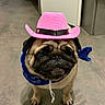 dog, pug, indoor, hat, cowboy_hat, pink_hat, bandana, blue_bandana, pet, animal, floor, gray_floor, standing, cute, adorable, small_dog, face, expression, costume, canine