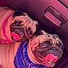 dog, pug, pet, animal, bandana, pink_bandana, blue_bandana, tongue_out, car_interior, close_up, cute, playful, two_dogs, smiling, companion, friendship, seated, indoor, portrait, mammal
