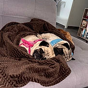 Taz participe au concours pour gagner de l'argent avec cette photo : pug, dog, blanket, couch, indoor, pet, cozy, sleeping, brown, grey, home, furniture, shelf, photo_frame, flower, sunflower, living_room, relaxing, cute, animal