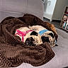 pug, dog, blanket, couch, indoor, pet, cozy, sleeping, brown, grey, home, furniture, shelf, photo_frame, flower, sunflower, living_room, relaxing, cute, animal