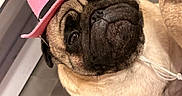 Taz participe au concours pour gagner de l'argent avec cette photo : dog, pug, hat, pink_hat, pet, indoor, floor, curious, animal, cute, small_dog, face, portrait, looking_up, fur, ears, black_nose, whiskers, domestic_animal, companion