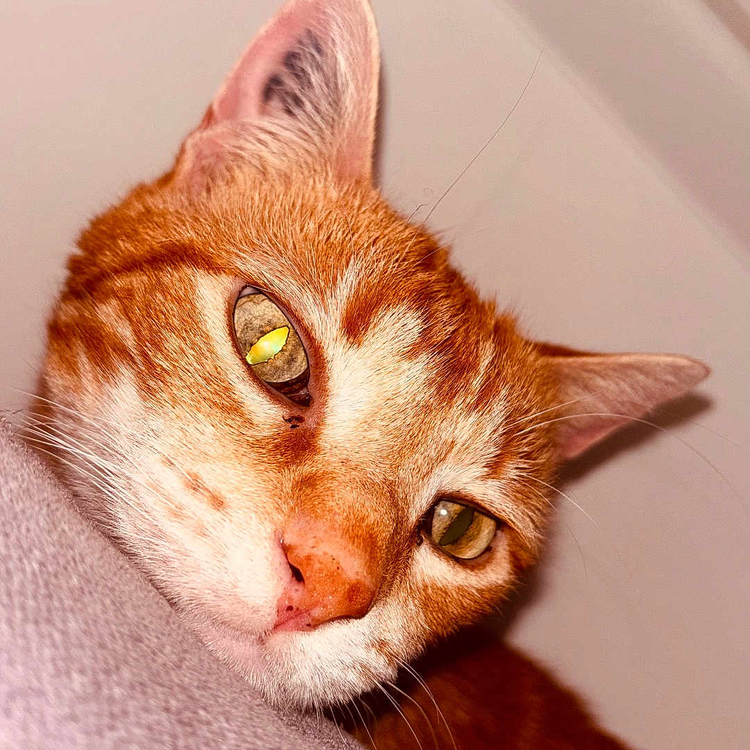 Jozé