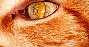 Jozé a rejoint le concours — aidez-le/la à gagner de superbes lots ! animal, animal_eye, cat, close_up, detail, domestic_animal, eye, face, feline, fur, ginger_cat, macro, mammal, nature, orange_fur, pet, portrait, sharp_focus, texture, whiskers