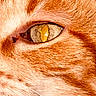 Jozé a rejoint le concours — aidez-le/la à gagner de superbes lots ! cat, close_up, ginger_cat, eye, whiskers, fur, pet, animal, macro, orange_fur, face, feline, portrait, texture, sharp_focus, detail, nature, domestic_animal, mammal, animal_eye