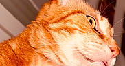 Jozé participe au concours pour gagner de l'argent avec cette photo : cat, ginger_cat, tabby, close_up, indoor, pet, animal, whiskers, fur, side_profile, curious, cute, orange, portrait, domestic_cat, feline, looking_away, soft_light, close_shot, indoor_lighting