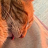 Jozé a rejoint le concours — aidez-le/la à gagner de superbes lots ! cat, ginger_cat, sleeping, tongue_out, close_up, fur, whiskers, pet, domestic_animal, relaxed, cozy, resting, animal, cute, feline, soft_light, texture, indoor, nap, peaceful