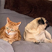 Jozé participe au concours pour gagner de l'argent avec cette photo : cat, dog, pug, ginger_cat, couch, living_room, pet, furniture, brown_blanket, photo_frames, relaxing, indoors, animal, companion, side_by_side, resting, domestic, cute, looking_away, cozy