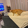 Jozé participe au concours pour gagner de l'argent avec cette photo : air_conditioner, animal, blanket, cat, couch, cozy, curtains, decor, floor_tiles, furniture, ginger_cat, home, indoor, lamp, living_room, pet, shelf, sofa, stretching, television