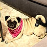 Aya participe au concours pour gagner de l'argent avec cette photo : dog, pug, bandana, pink_bandana, harness, pet, indoor, rug, fluffy_rug, living_room, couch, furniture, canine, animal, cute, small_dog, domestic_dog, portrait, resting, looking_at_camera