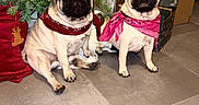 Aya a rejoint le concours — aidez-le/la à gagner de superbes lots ! pug, dog, bandana, christmas_tree, ornaments, gold_baubles, blue_lights, gift_bags, tiled_floor, indoor, festive, holiday, pet, animal, cute, sitting, decorations, holiday_season, christmas, two_dogs