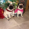 pug, dog, bandana, christmas_tree, ornaments, gold_baubles, blue_lights, gift_bags, tiled_floor, indoor, festive, holiday, pet, animal, cute, sitting, decorations, holiday_season, christmas, two_dogs