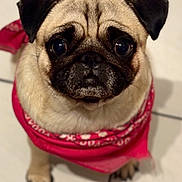 Aya participe au concours pour gagner de l'argent avec cette photo : pug, dog, pet, bandana, red, looking_up, floor, tile, cute, animal, portrait, indoor, small_dog, fur, wrinkles, ears, nose, eyes, sitting, adorable