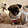 Aya a rejoint le concours — aidez-le/la à gagner de superbes lots ! pug, dog, scarf, bed, blanket, teddy_bear, stuffed_animal, plush, indoor, pet, cute, smiling, beige, cozy, animal, tongue_out, seated, comfort, home, decor