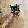 dog, small_dog, black_dog, brown_dog, harness, pet, indoor, wooden_floor, tail_wagging, looking_up, animal, companion, cute, friendly, canine, domestic_animal, floor, house_pet, young_dog, playful